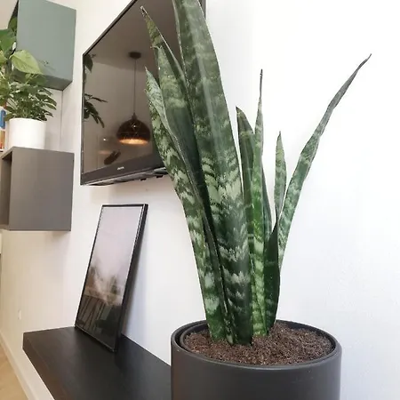 Studio Botanica-10 Minute Walk To Beach Apartment Split